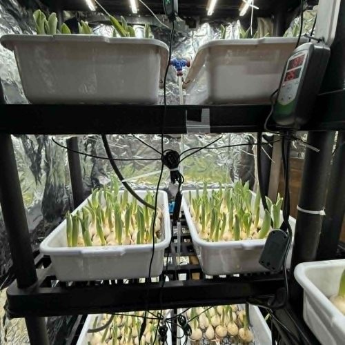 florabania_nos_cultures_hydroponie_image_1